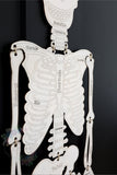 Pop Out Skeleton